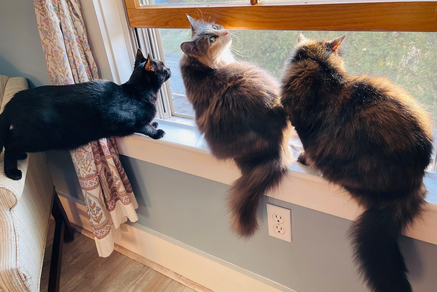 Three cats in a window, one is not looking the same way as the others