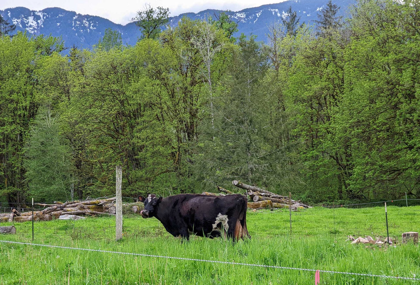 Clover the Cow in pasture