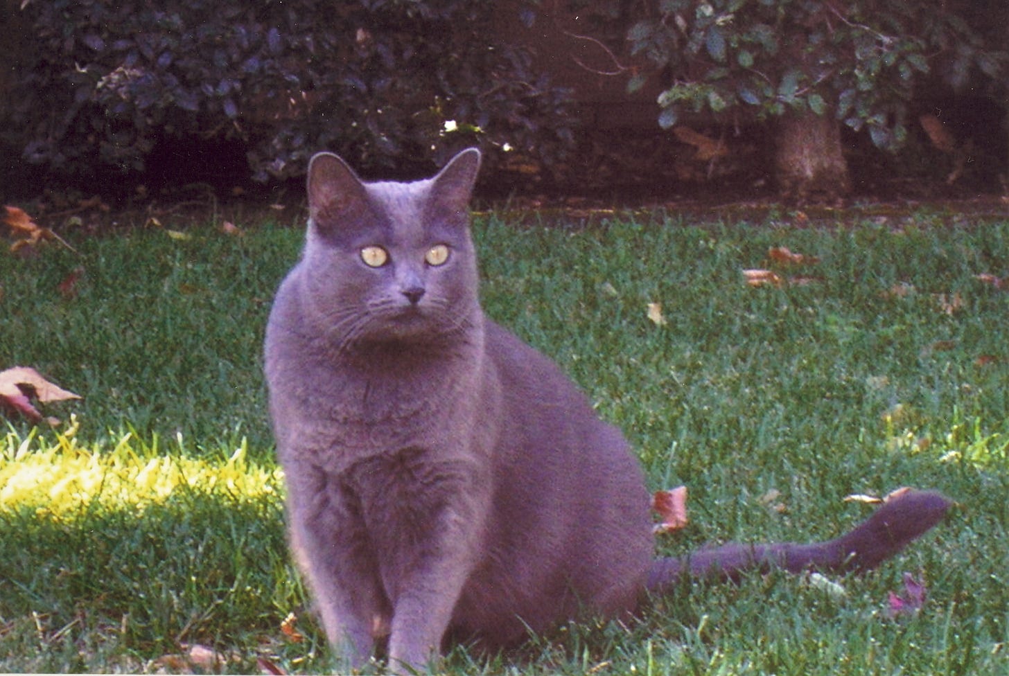 Smokie (2002-2020), a laid back gray cat (Russian blue)