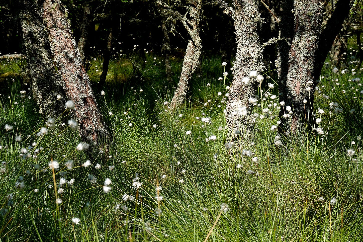 White seedheads of hare’s tail cotton grass (Eriophorum vaginatum) dot the dappled shade below a group of birch trees (Betula pendula)