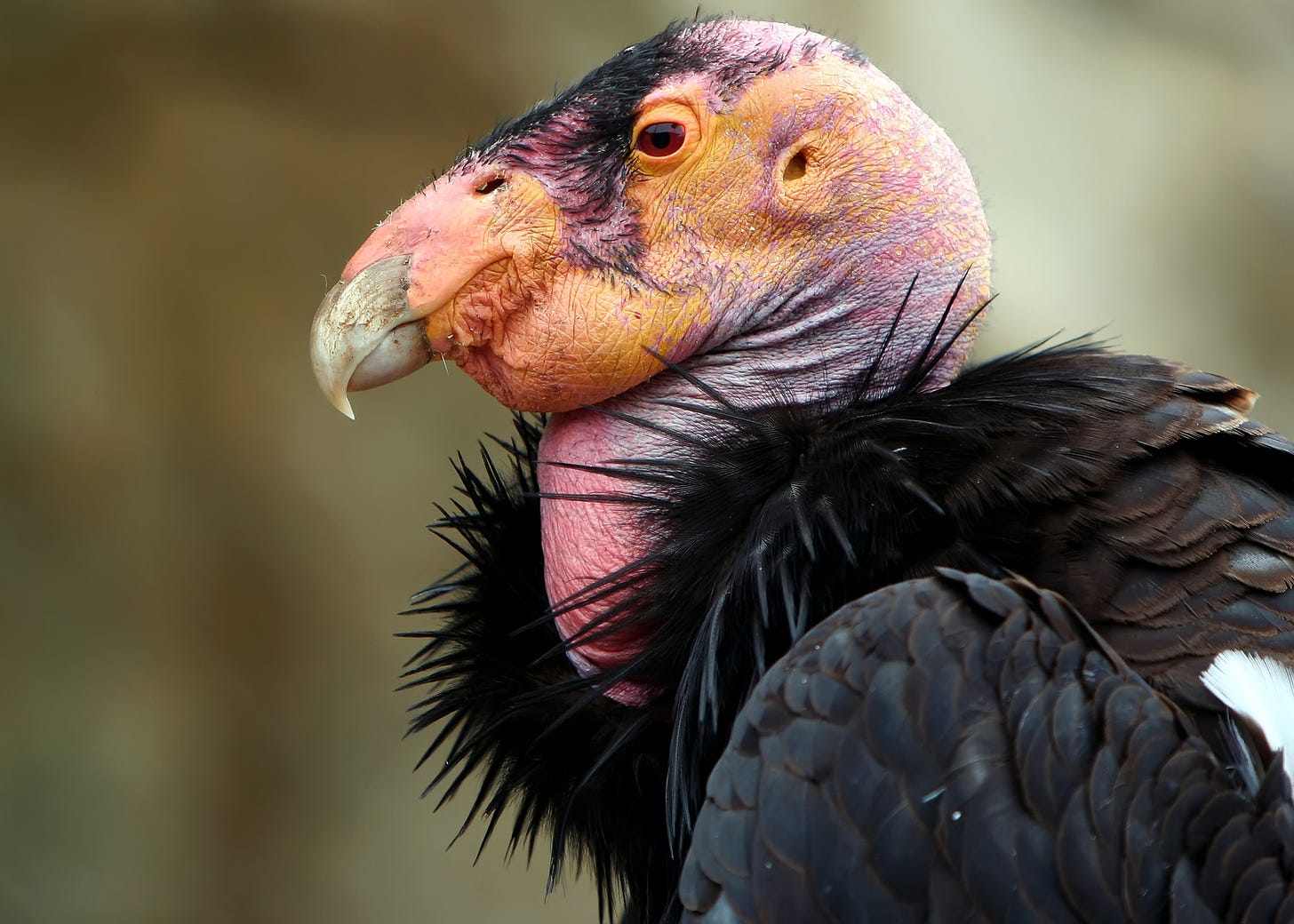 Program To Save The California Condor From Extinction Is Making Strides |  KALW