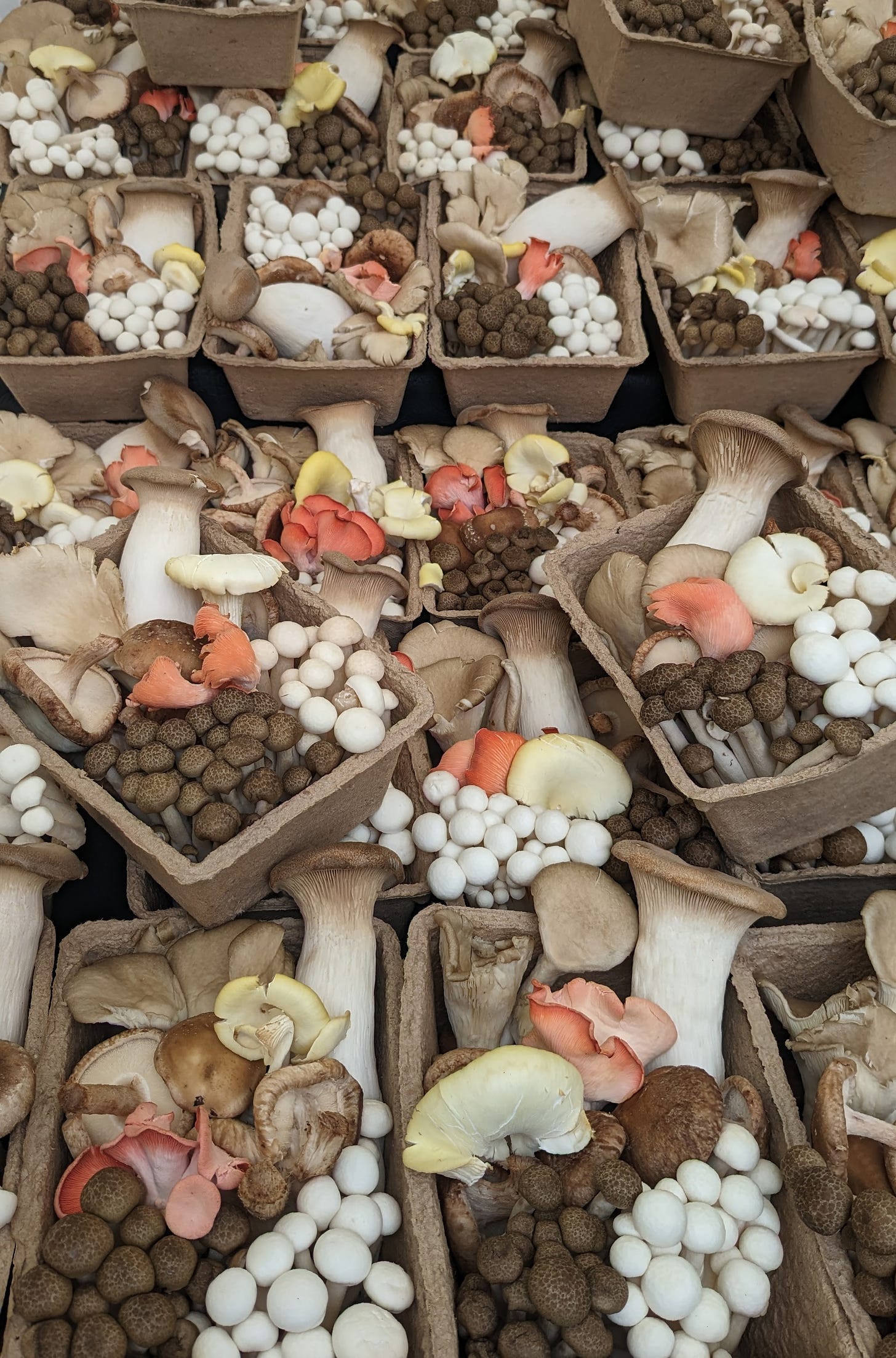 boxes of fungi at macclesfield market