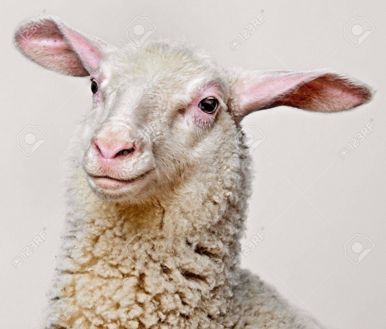 A Happy Lamb - Portrait On A Blue Background Stock Photo, Picture And  Royalty Free Image. Image 21983609.