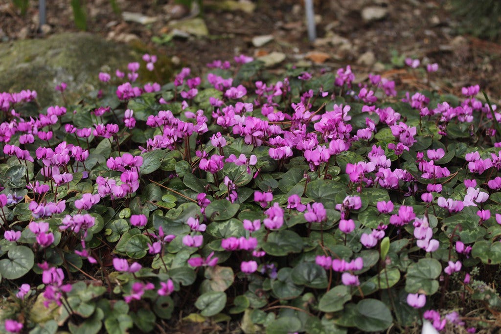 Eastern Sowbread - Cyclamen coum