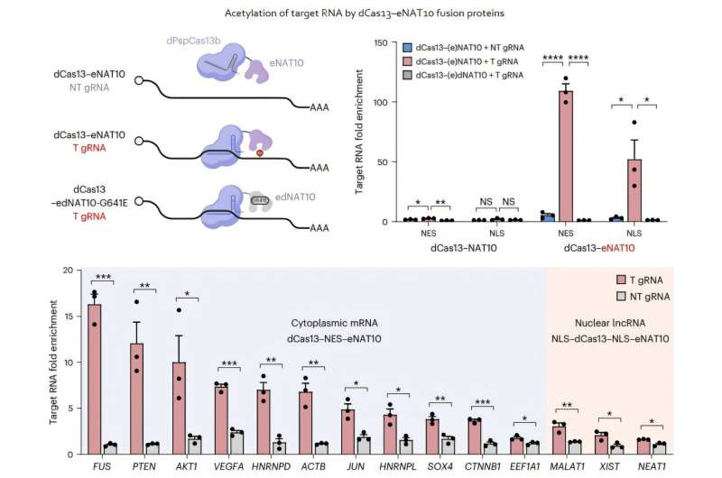 Acetylation of various RNA in cells using dCas13-eNAT10 fusion protein. Utilizing the CRISPR-Cas13 system, which can precisely target specific RNA through guide RNA, a dCas13-eNAT10 fusion protein was created, demonstrating its ability to specifically acetylate various endogenous RNA at different locations within cells. Credit: Nature Chemical Biology (2025). DOI: 10.1038/s41589-025-01922-3 Selectively modifying desired RNA with genetic scissors