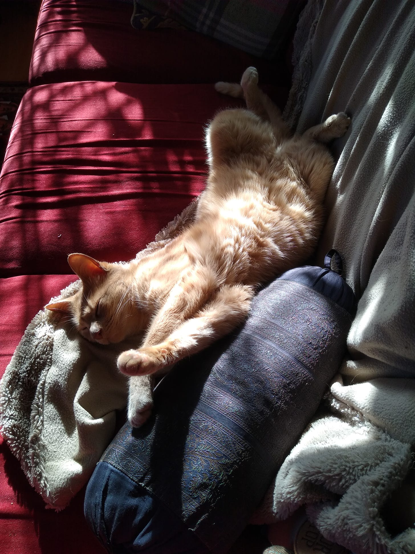 Onion is a pale ginger cat, lying on his back with his tummy exposed