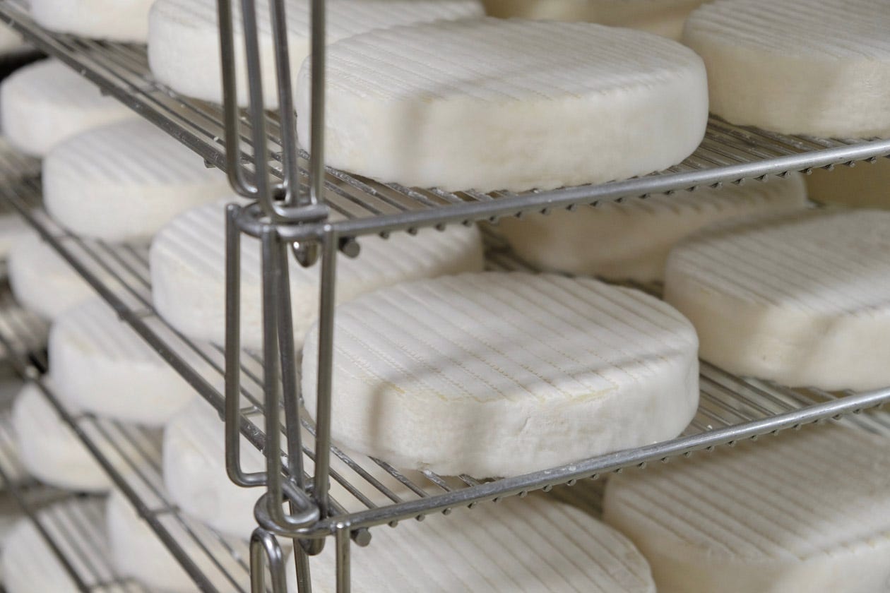 Cheeses beginning to bloom with Geotrichum