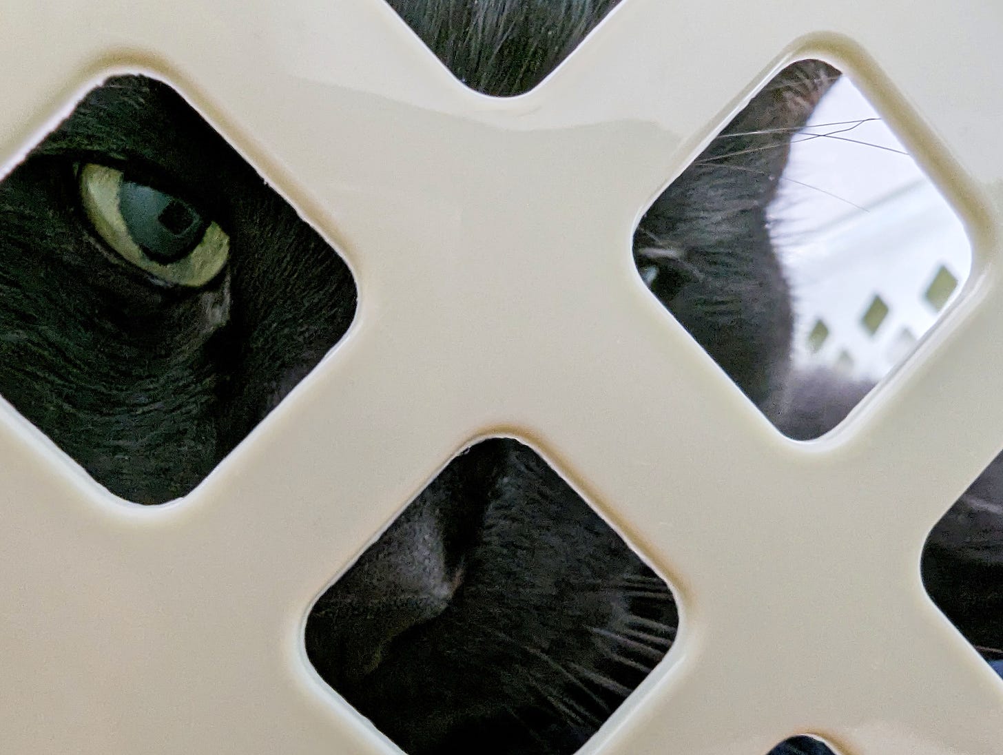 The close-up face of a black cat is mostly obscured by the side of a pale green plastic laundry basket. One green eye and his nose are visible through the holes.