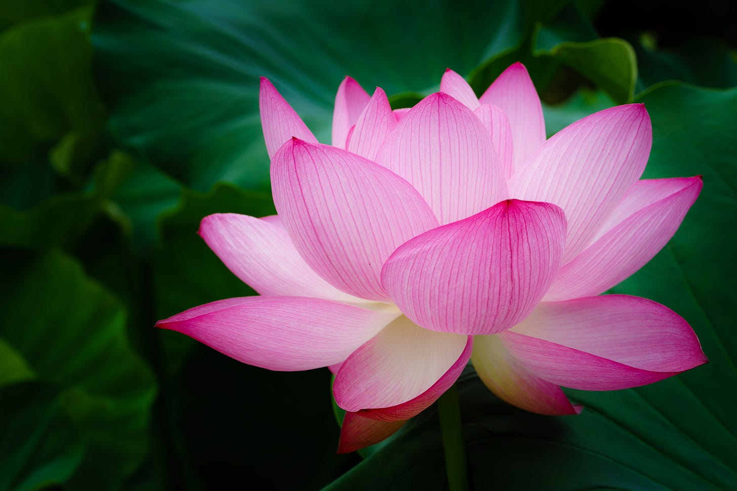 Selective focus photography of pink petaled flowers in full bloom, lotus flower HD wallpaper ...