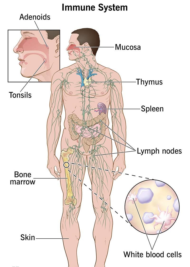 Illustration showing different parts of your immune system and where they're located in your body.