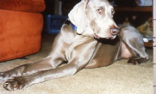Weimaraner dog laying on carpet with pensive look