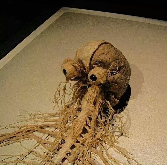 The nervous system. That is us. The rest of the body is an organic  spacesuit worn by this creature to live on this particular rock revolving  around a star. : r/Damnthatsinteresting