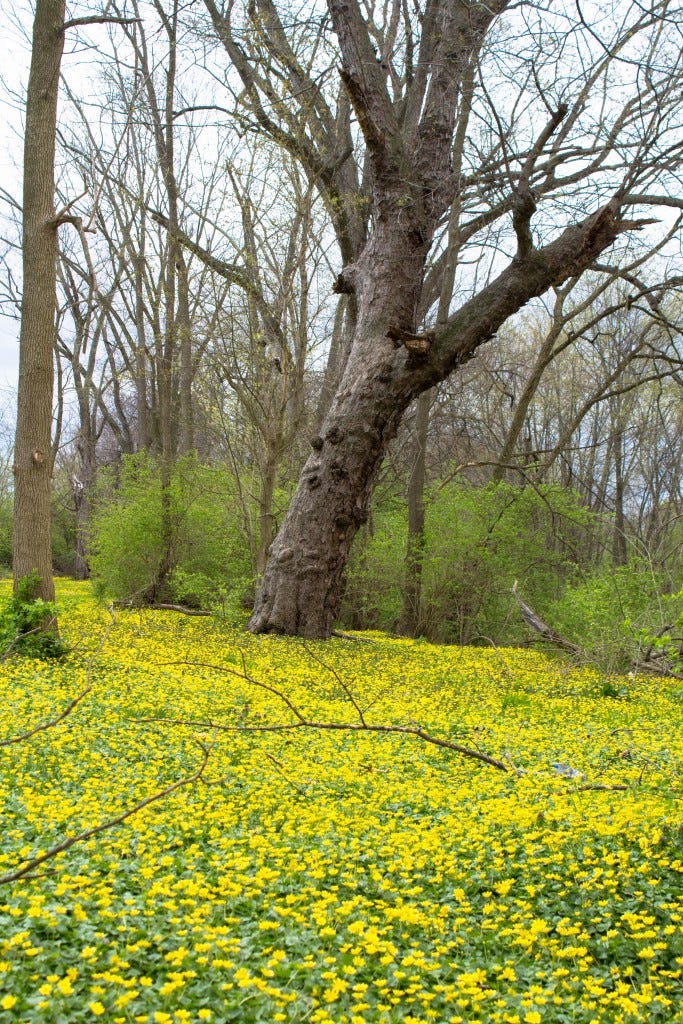 Spring flower carpet