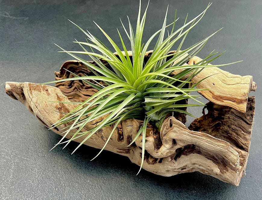 photo of air plant