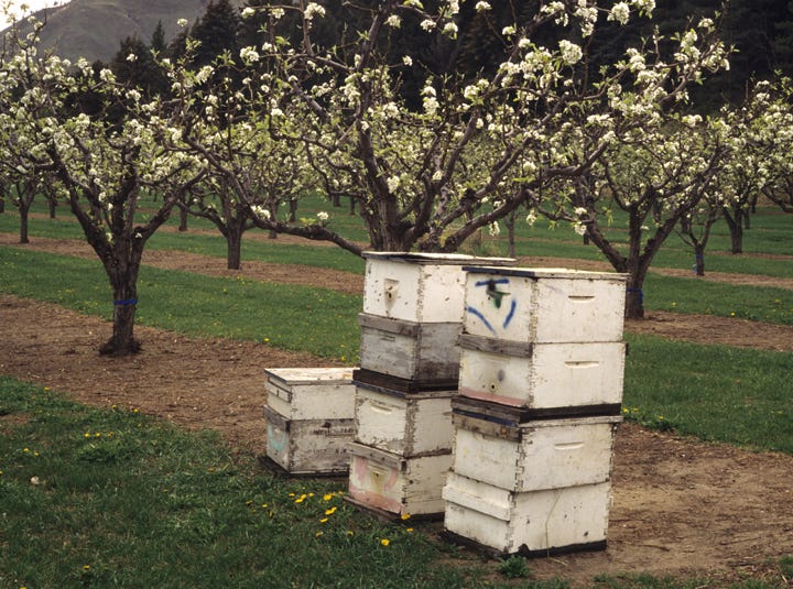 Honeybee | WSU Tree Fruit | Washington State University