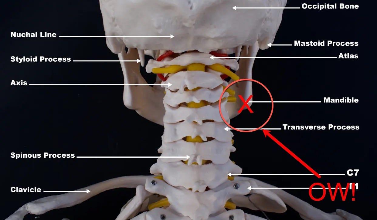 bones of the neck 