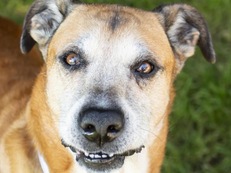 Meet Rocky, the lovable senior pup with a heart of gold