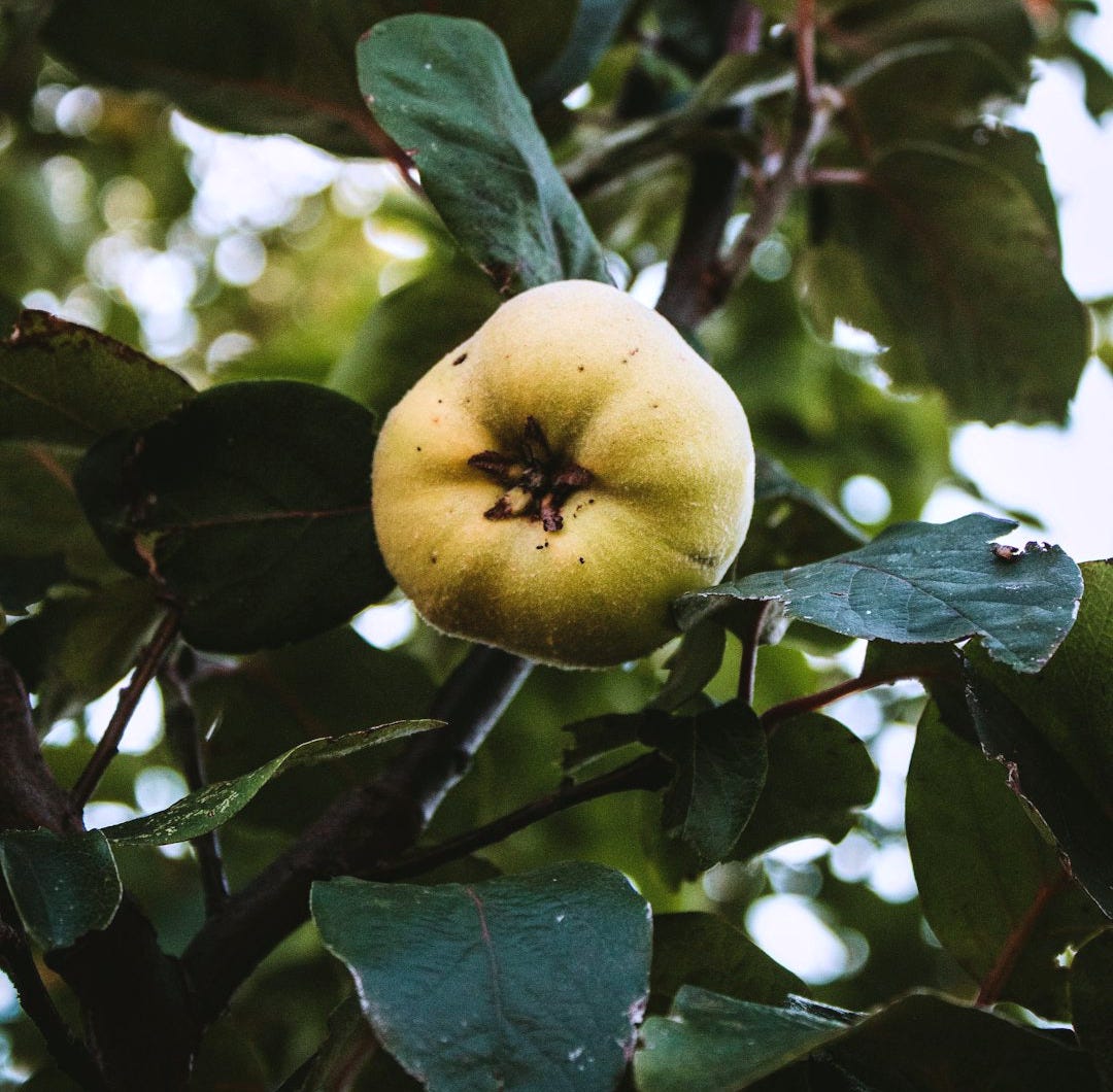 green round fruit on tree during daytime