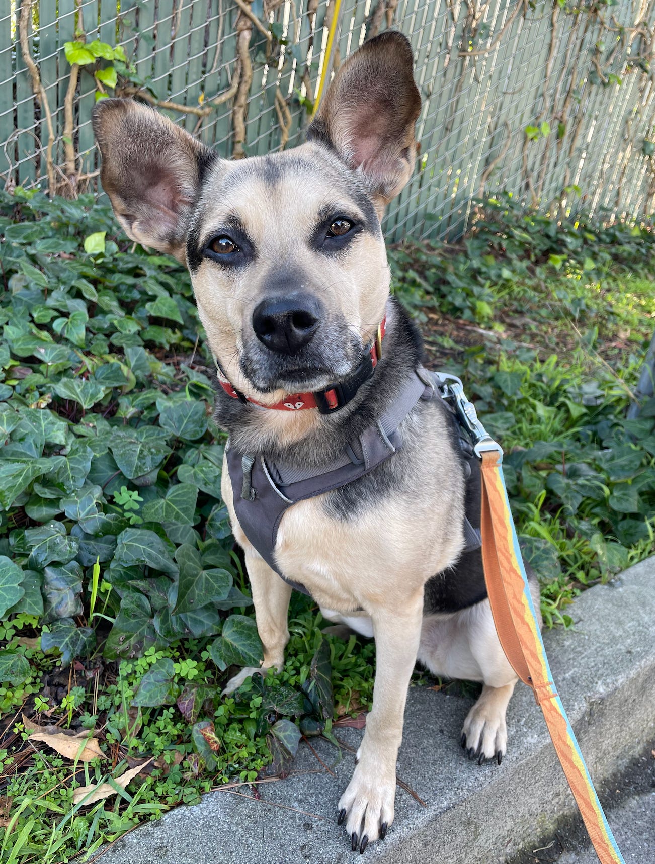 brown and black dog wearing an orange collar with foxes on it, a grey harness, and an orange leash, ears up staring right at the camera
