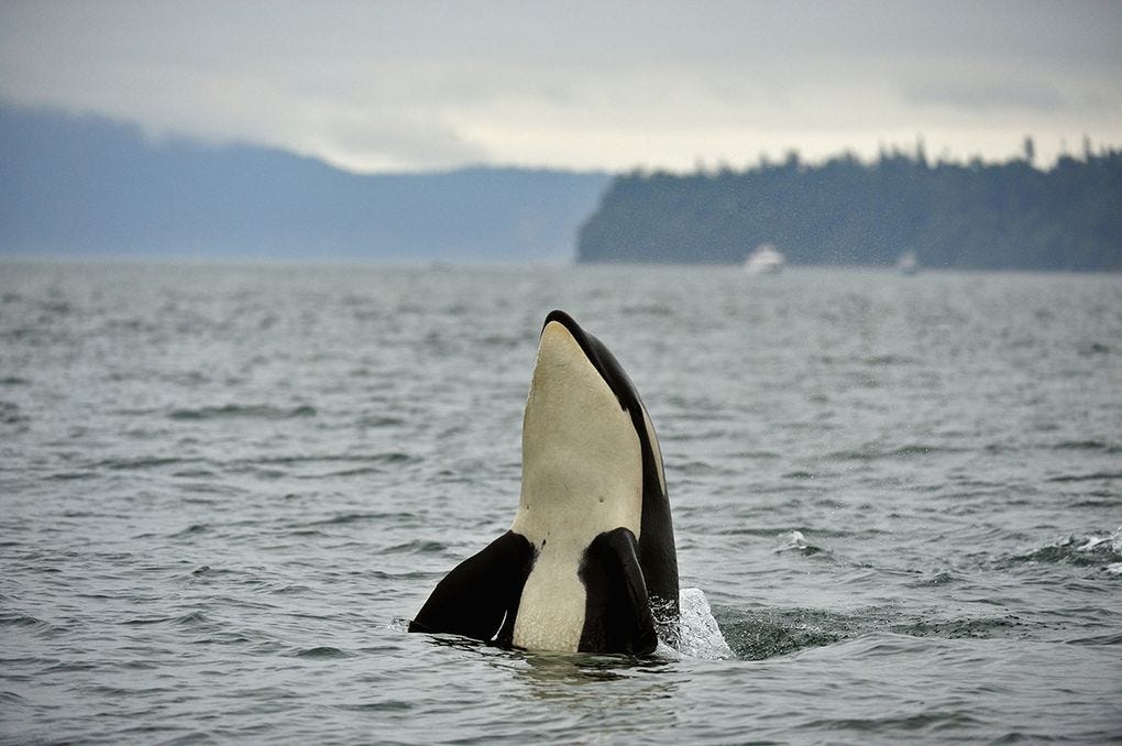 breaching orca standing in water