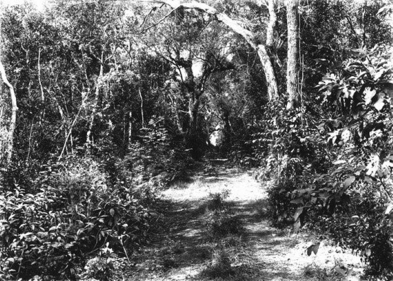 A path in Coconut Grove that later become the Ingraham Highway.