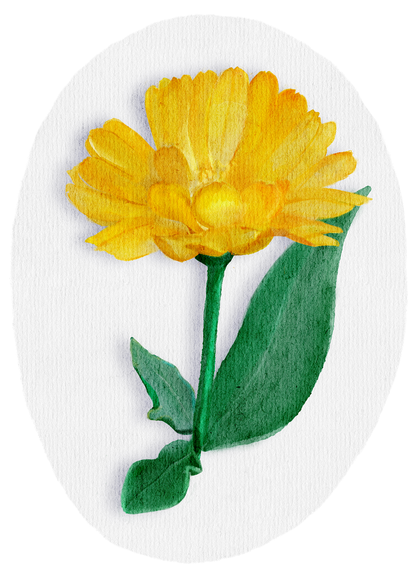Watercolour painting of a pot marigold. Golden-yellow flower with many petals.