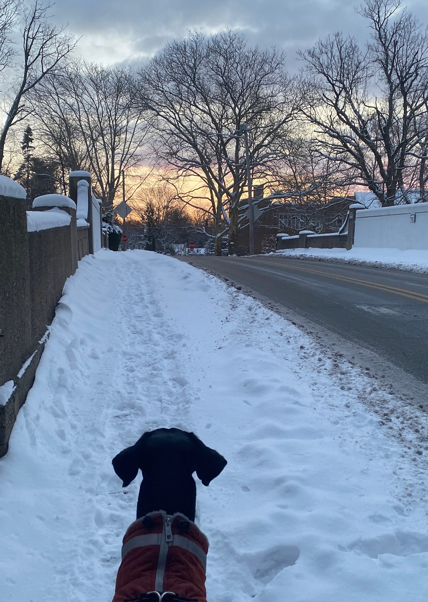 a black dog looks at a snow covered path across a bridge, with the sunrise ahead