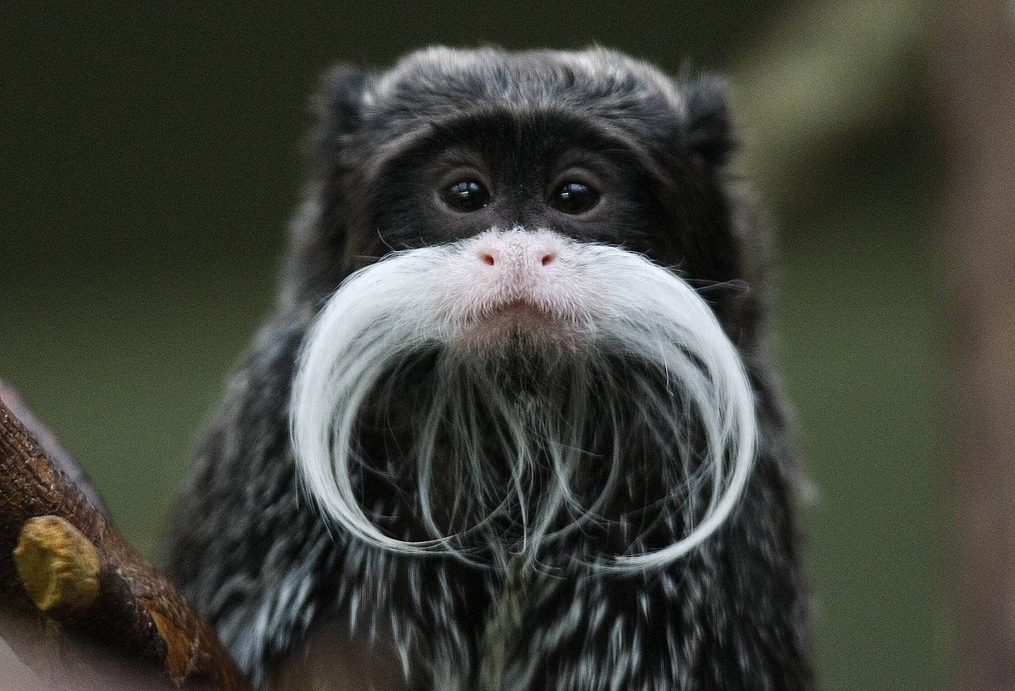 An Emperor Tamarin Monkey. | Animal facts, Fun facts about animals, Animals beautiful