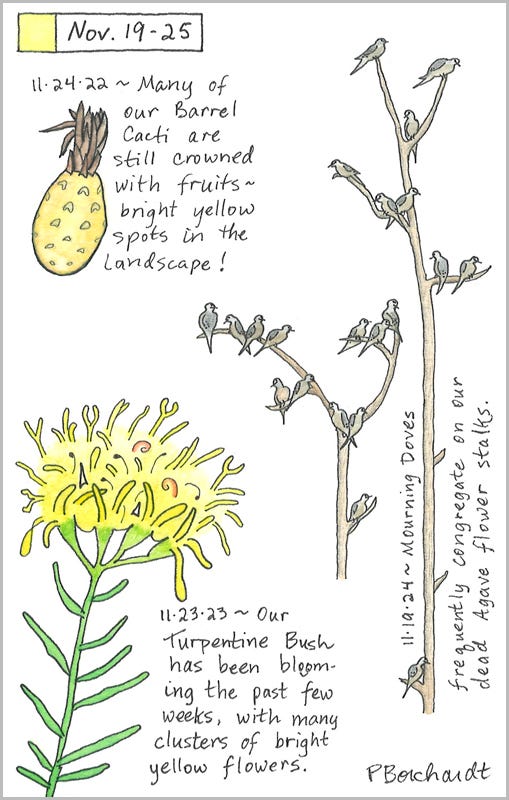 Perpetual Journal, week of Nov. 19-25: Mourning Doves on Agave Flower Stalks (2024); Turpentine Bush in Bloom (2023); Barrel Cactus Fruit (2022) Perpetual Journal, week of Nov. 19-25: Mourning Doves on Agave Flower Stalks (2024); Turpentine Bush in Bloom (2023); Barrel Cactus Fruit (2022)