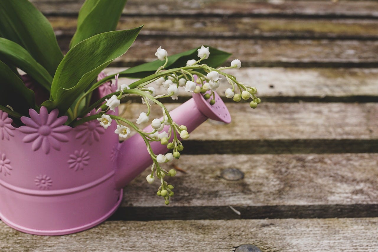 lilies of the valley arranged in a pink plant holder/watering can, set outdoors