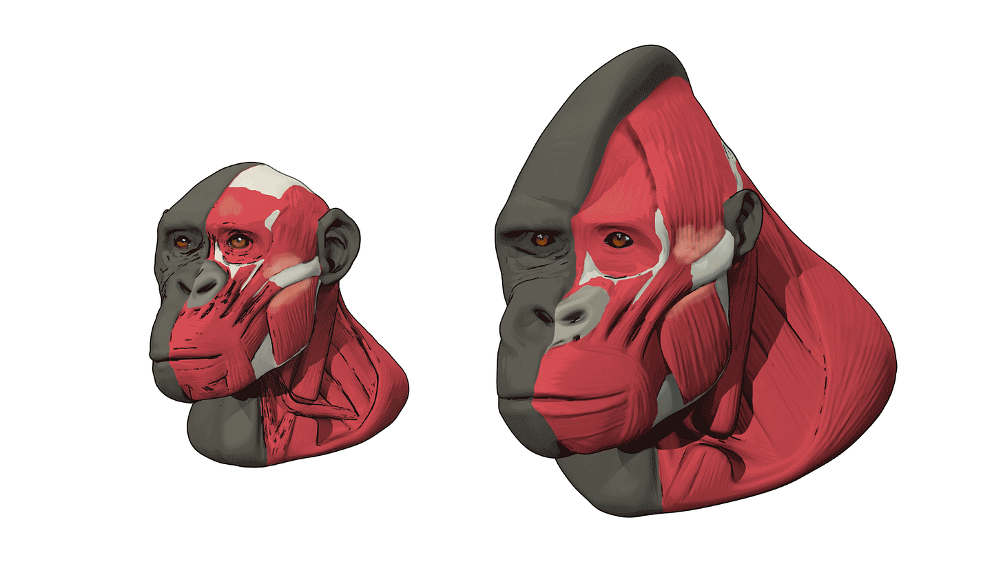 Bonobo and gorilla head and neck, showing ecorché muscles on the left side of each