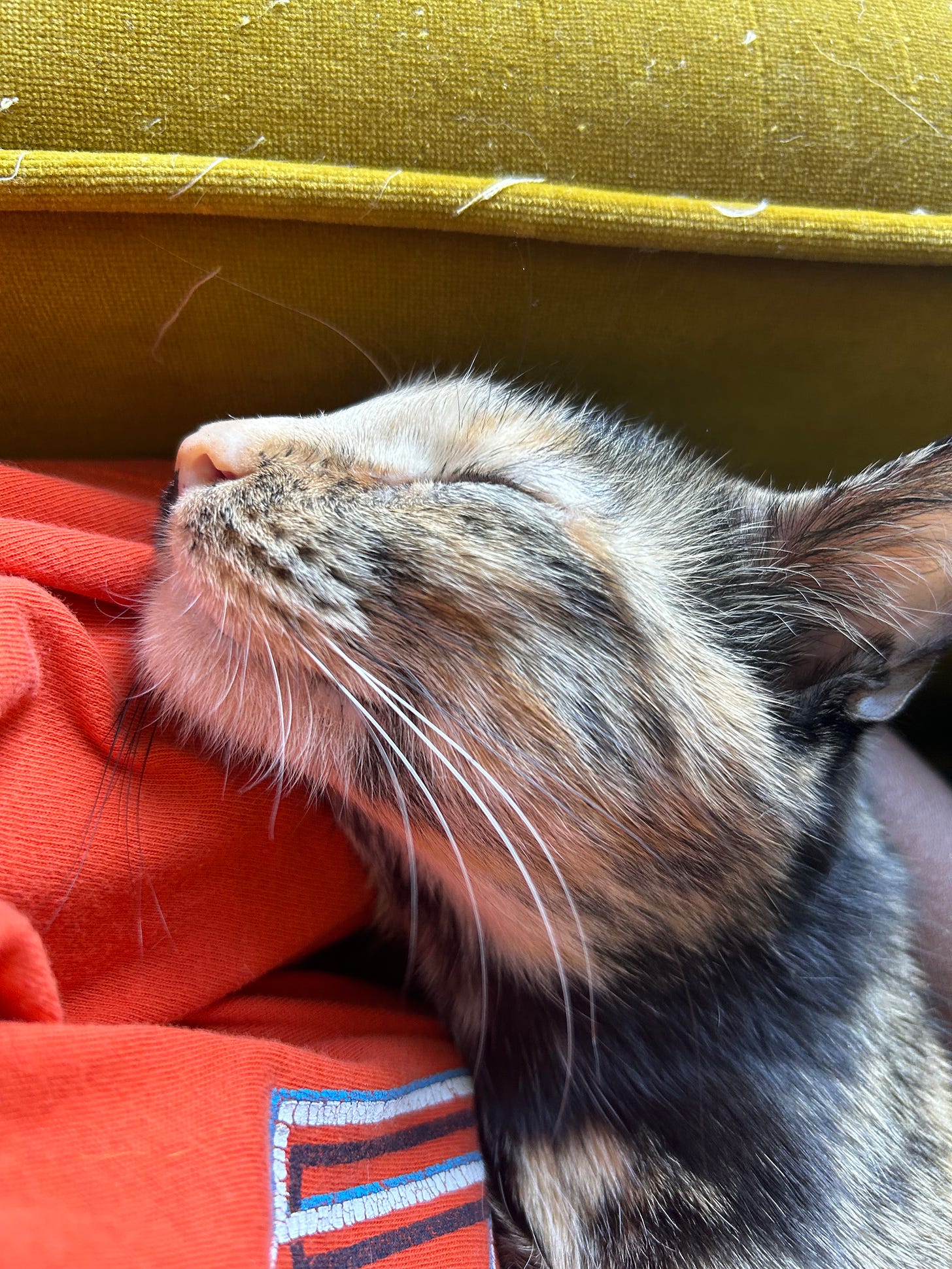 ismatu’s cat, Lemon, curls up on ismatu’s orange shirt. she is having a lovely afternoon nap in the sun. 