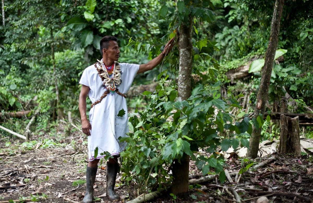 Indigenous peoples are critical guardians of biodiversity | One Earth