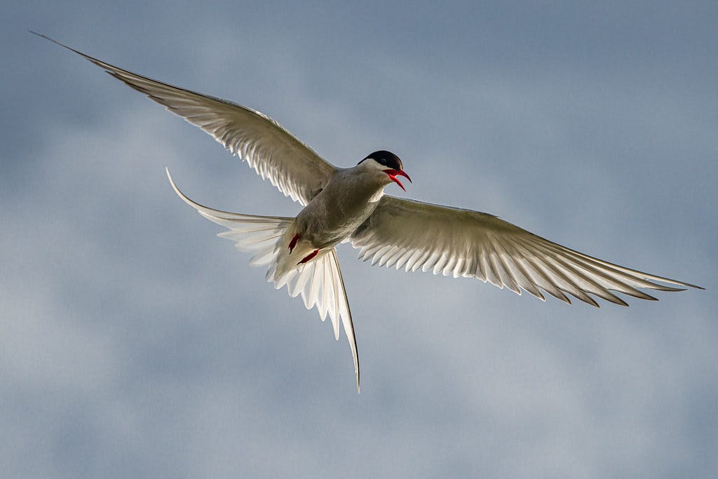 Arctic tern in Iceland | The arctic tern (Sterna paradisaea,… | Flickr