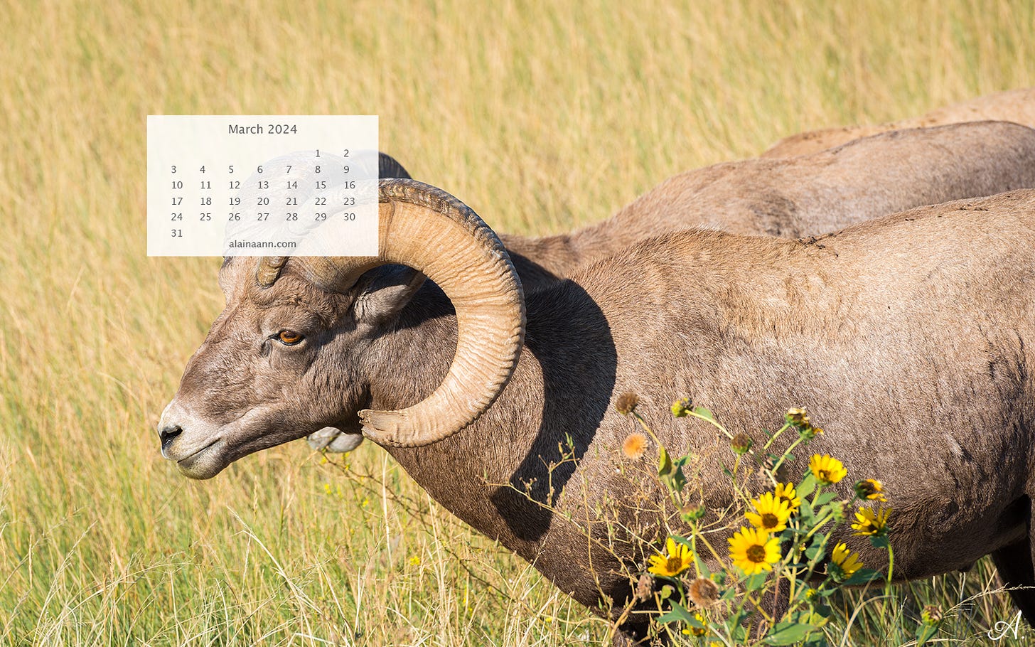 Close-up of a bighorn sheep with two additional bighirn sheep directly behind. A white March calendar is overlaying the photo in the upper left.