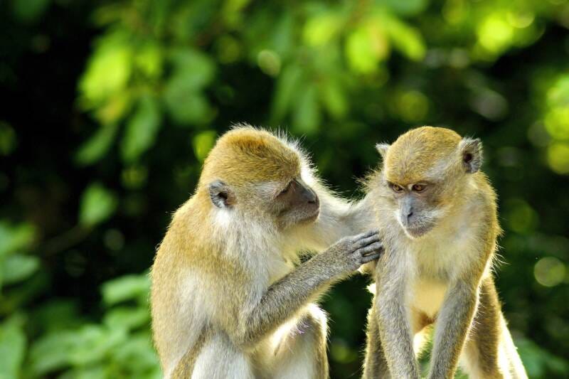 monkeys-2500916_1920-800x533.jpg