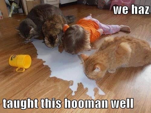 spilt milk