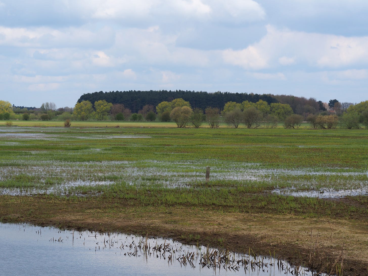 Wet grassland with background trees and a blue cloudy sky