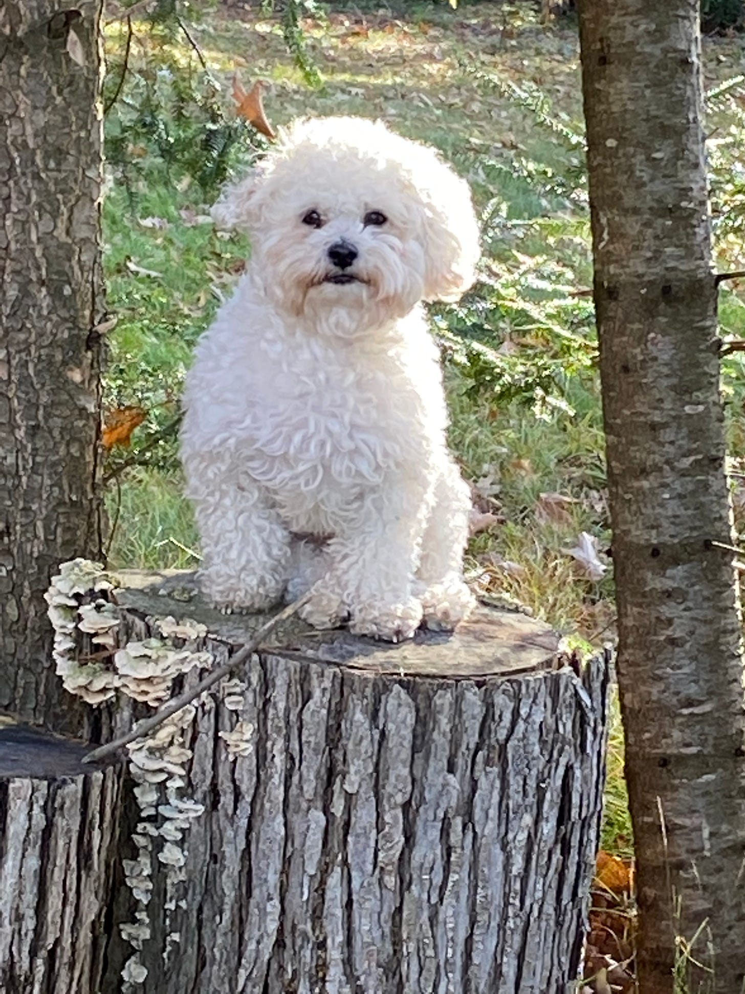 A very fluffy, small white dog sits on a tree stump outside. Behind him are tree trunks and green branches on grass.