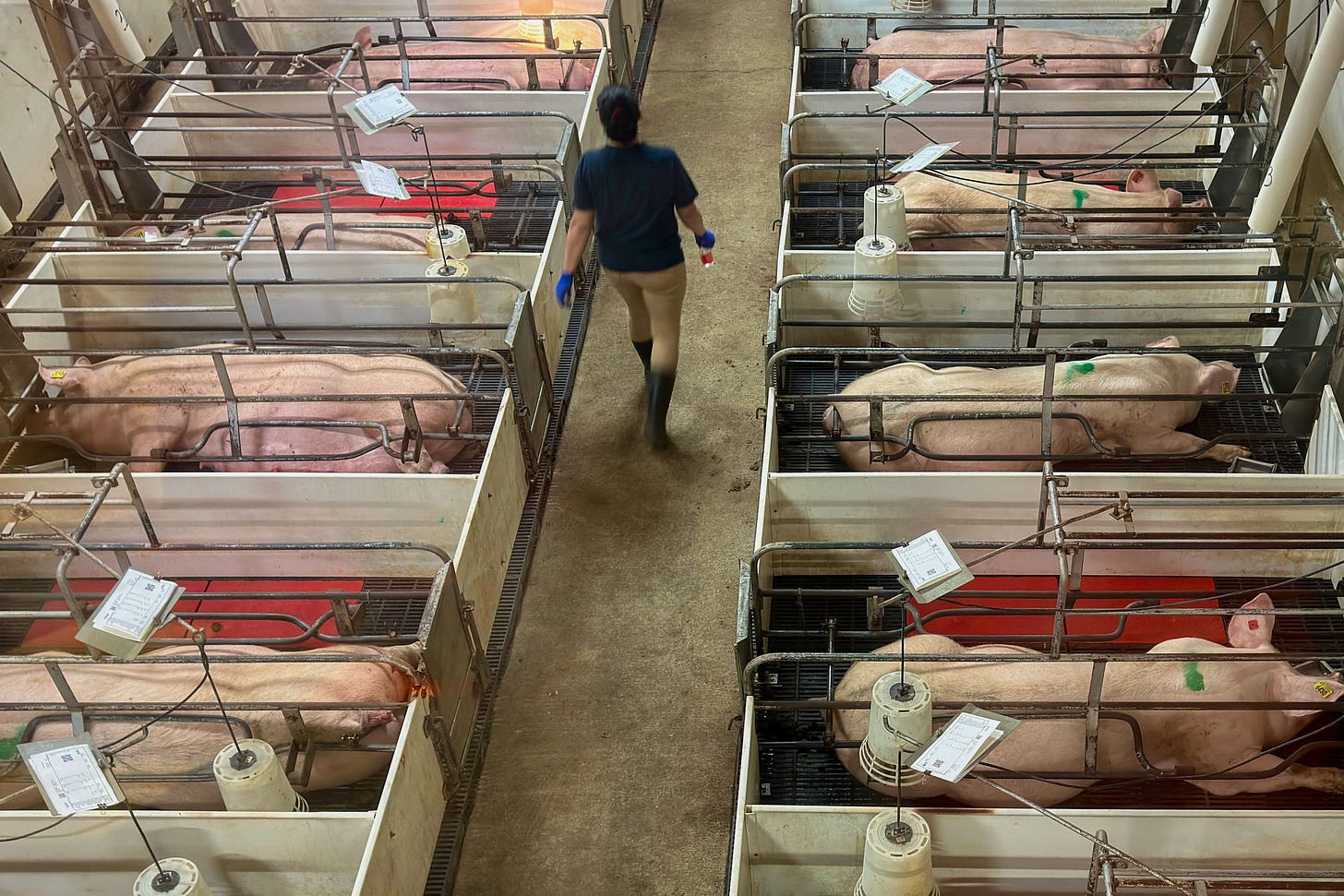 Blick von oben in eine Schweinehaltung in den USA mit eng nebeneinander angeordneten Kastenständen (2,1 m lang, 60 cm breit). Darin liegen oder stehen Muttersauen, die sich nicht umdrehen oder ausstrecken können. Eine Person geht den Gang zwischen den Kastenständen entlang. Blick von oben in eine Schweinehaltung in den USA mit eng nebeneinander angeordneten Kastenständen (2,1 m lang, 60 cm breit). Darin liegen oder stehen Muttersauen, die sich nicht umdrehen oder ausstrecken können. Eine Person geht den Gang zwischen den Kastenständen entlang.