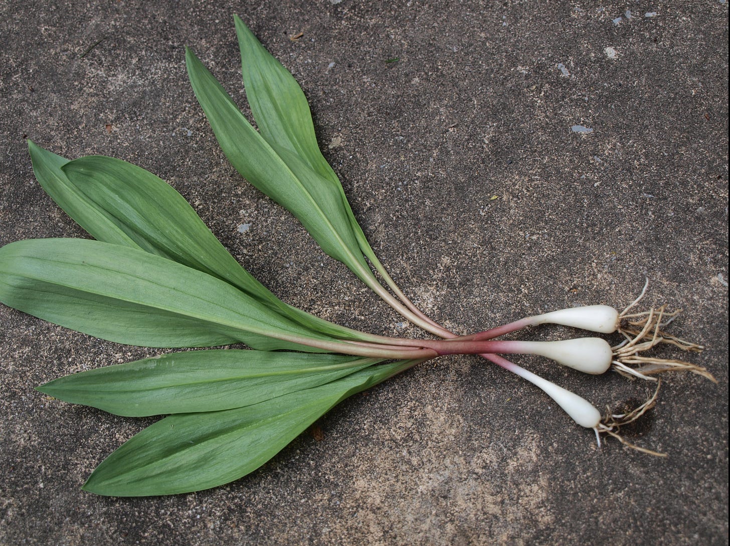 Ramps are a stinky springtime specialty – Elkins Depot Welcome Center