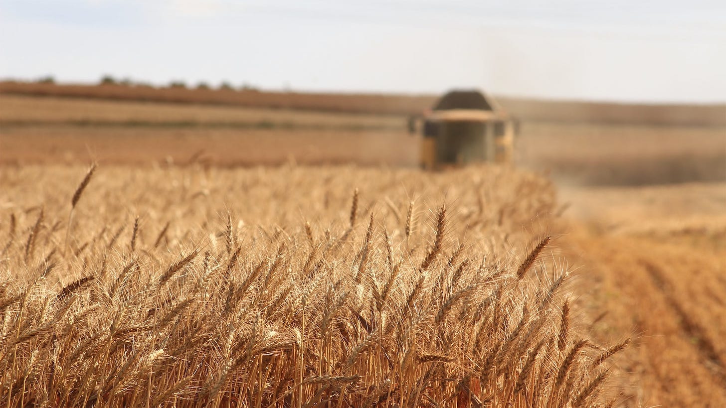 machine harvesting in a grain field