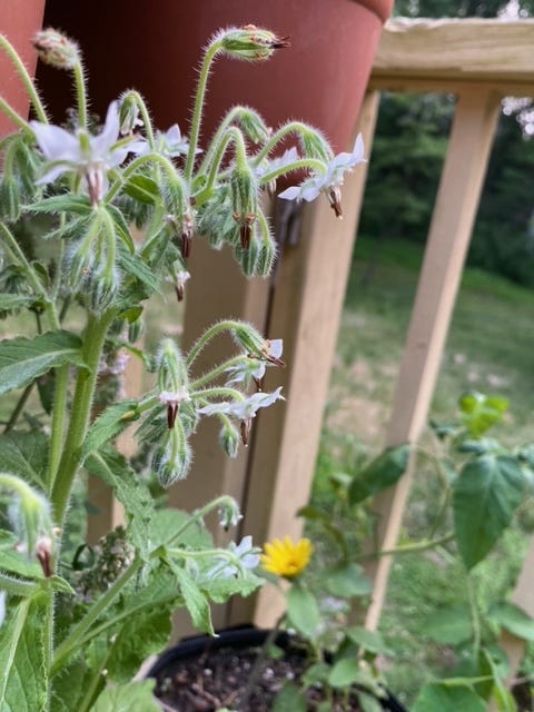 White borage flowers