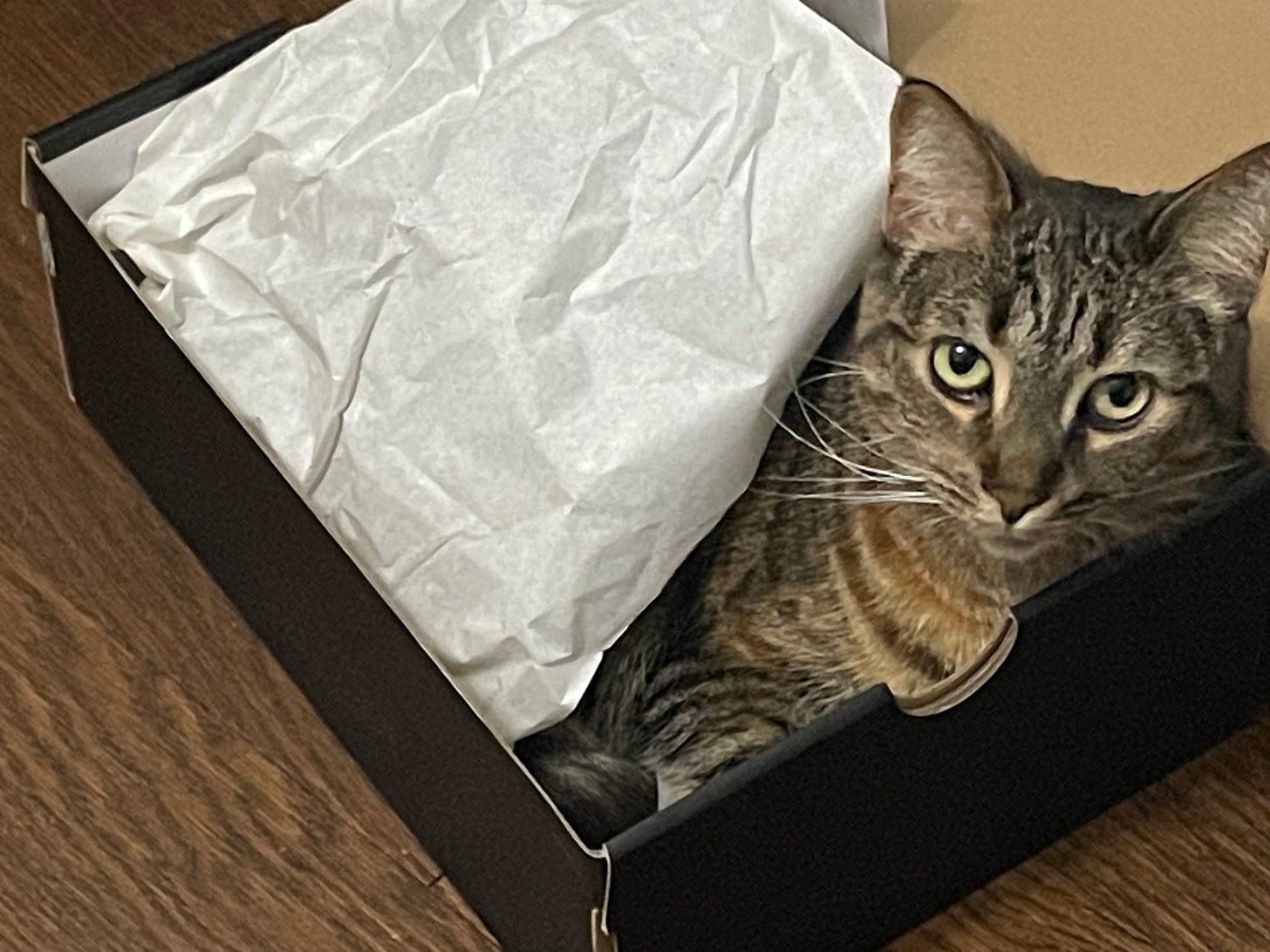 An indescribably beautiful brown tabby cat sits in a box, looking at you with her big yellow eyes.