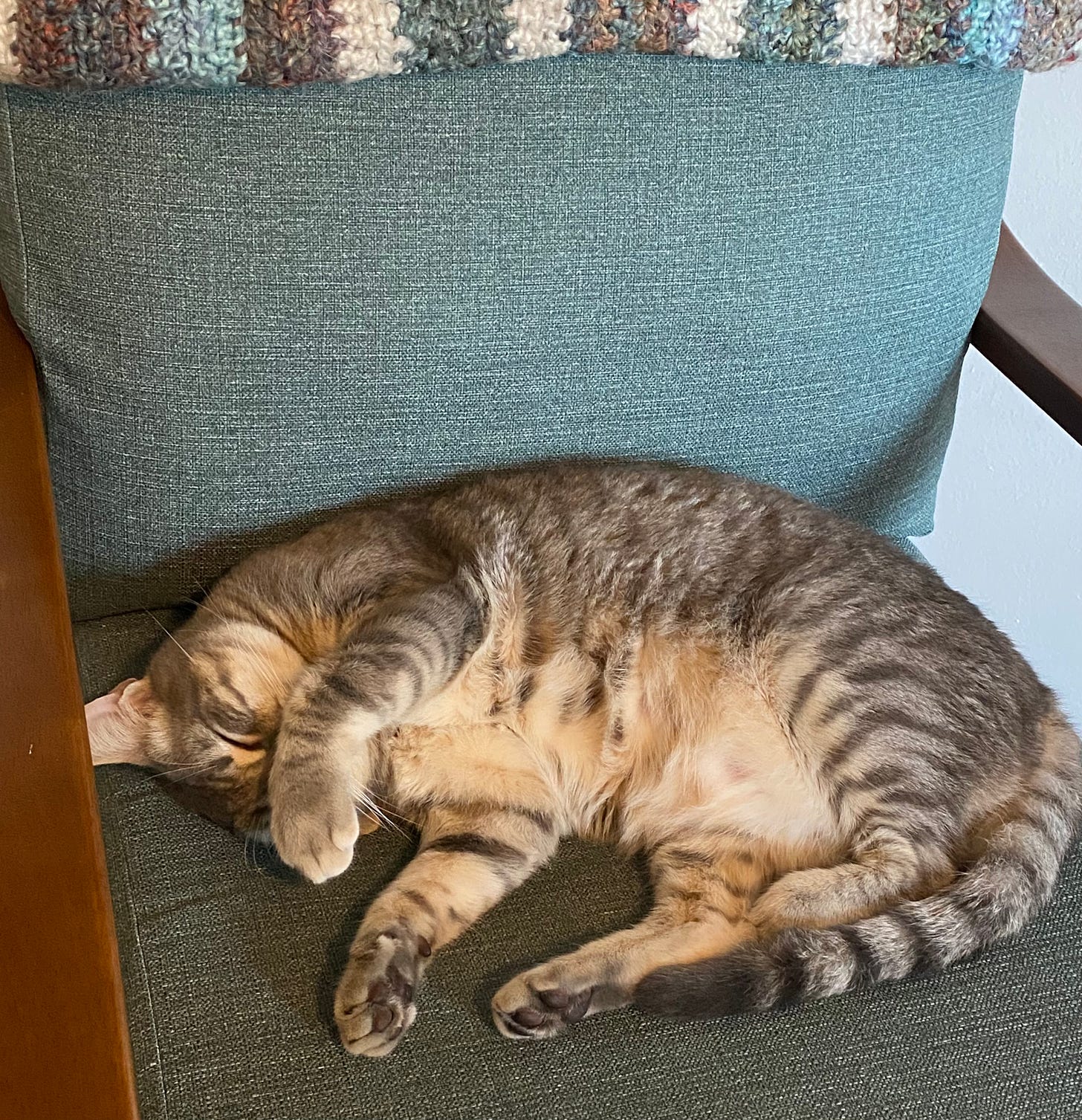 Image of a gray tabby napping on a chair