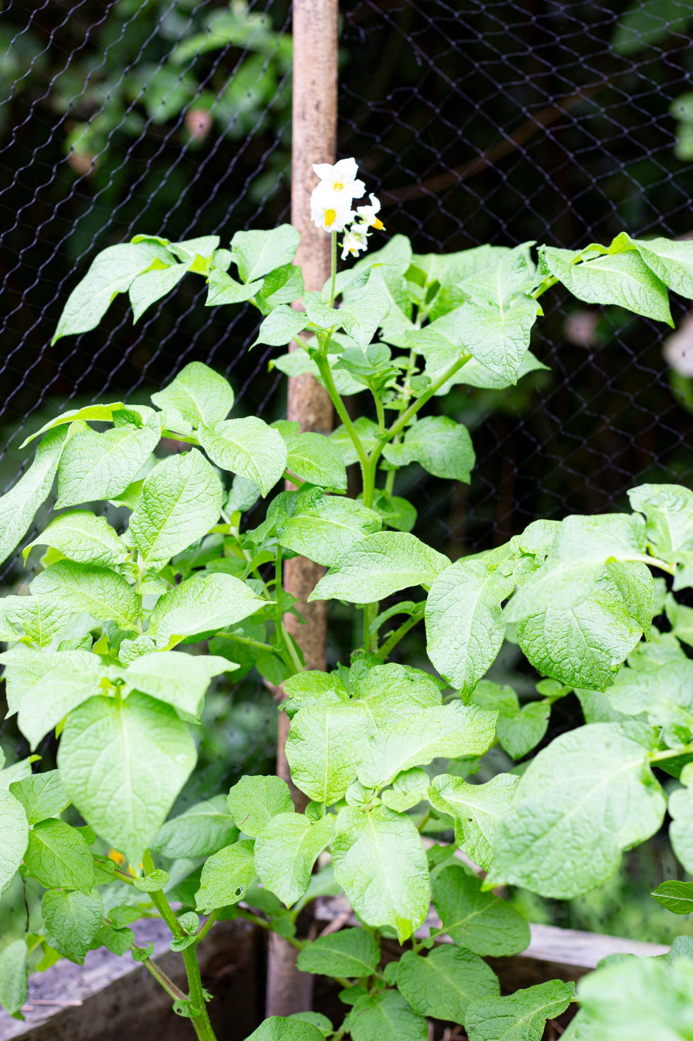 a potato plant flowering in a garden
