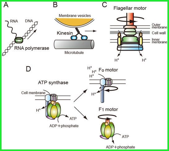 What kinds of molecular machine can be found in human cells? - Quora