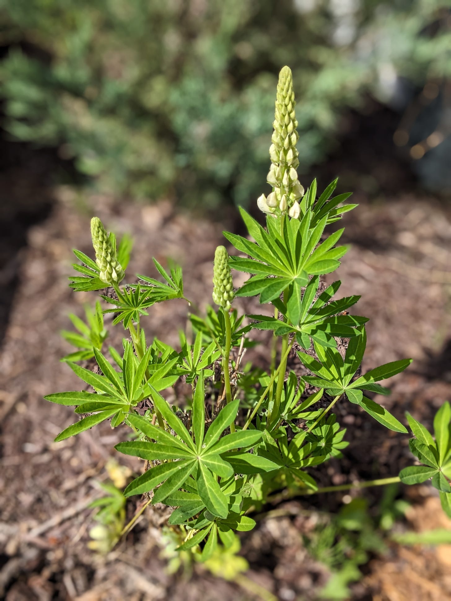 closeup photo of a lupine plant. three tall green stalks are topped with a tower-like arrangement of flower petals. the leaves of the plant are thin and many, spread out in a circle around a central point. a different blurry green evergreen tree can be seen in the background, both plants above brown mulch