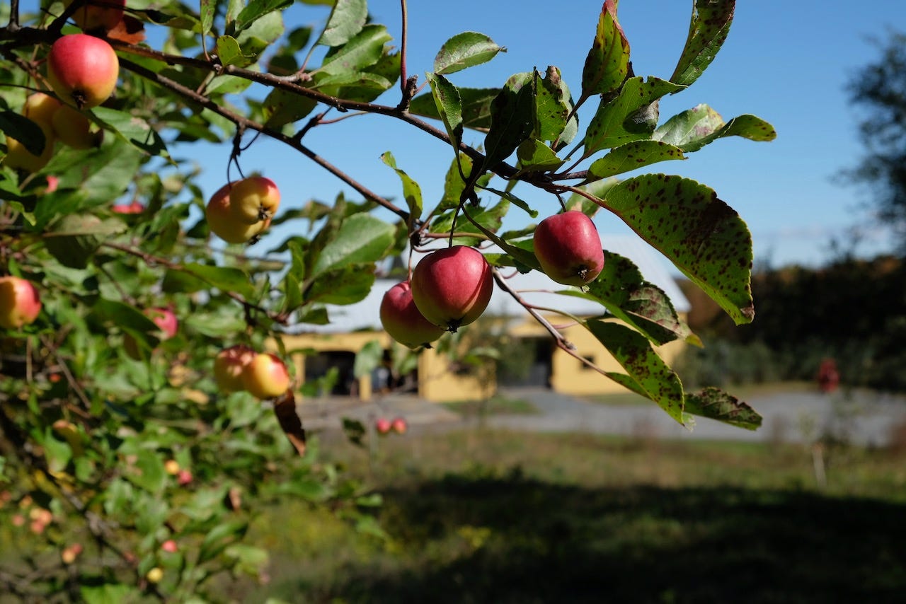 Ancient apple trees at Fable Farm
