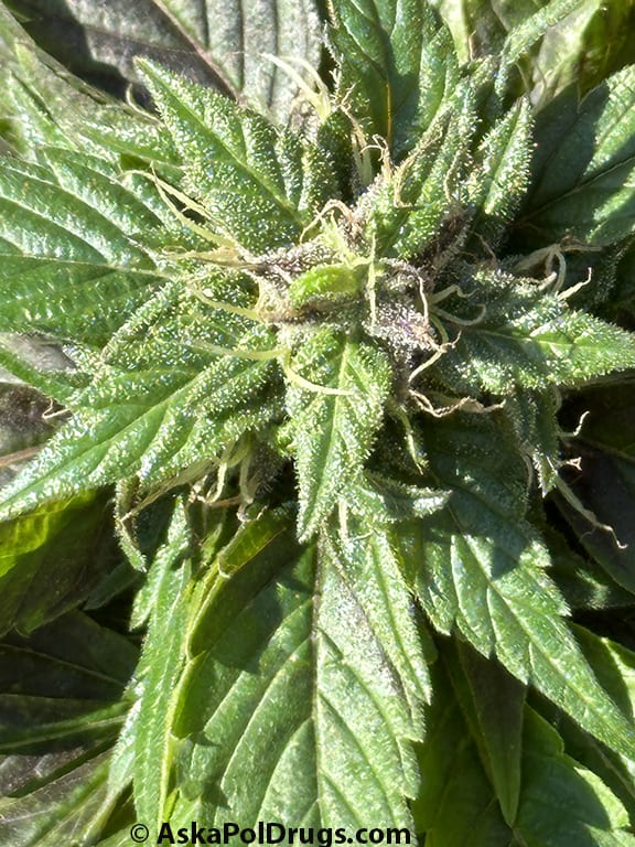 Marijuana grown legally in the nation’s capital, Washington. Photo: Matt Laslo © Ask a Pol Drugs